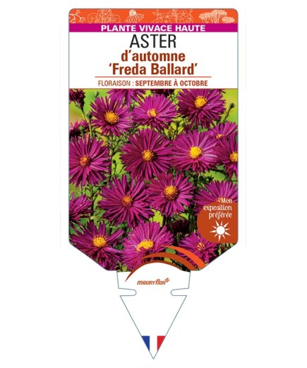 ASTER novi-belgii Freda Ballard voir ASTER d'automne