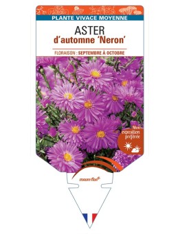 ASTER novi-belgii Neron voir ASTER d'automne