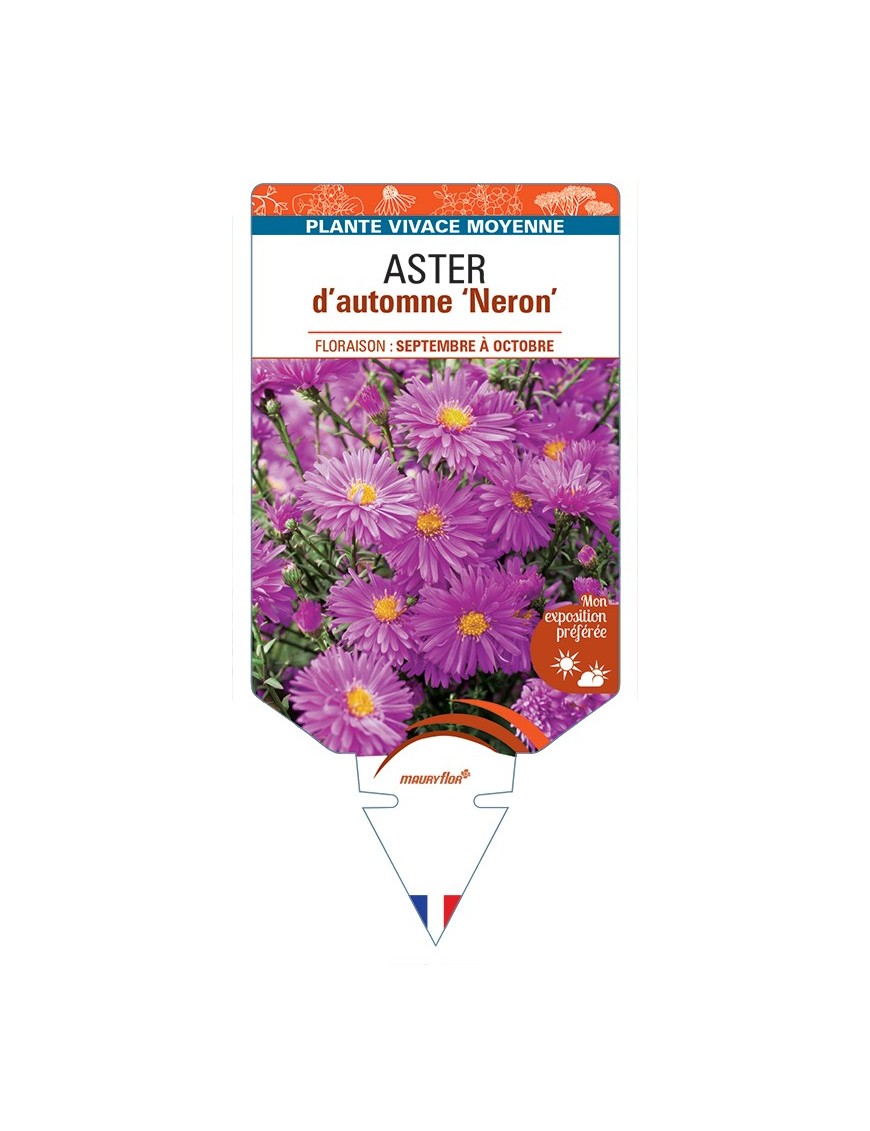 ASTER novi-belgii Neron voir ASTER d'automne