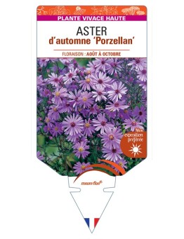 ASTER novi-belgii Porzellan voir ASTER d'automne