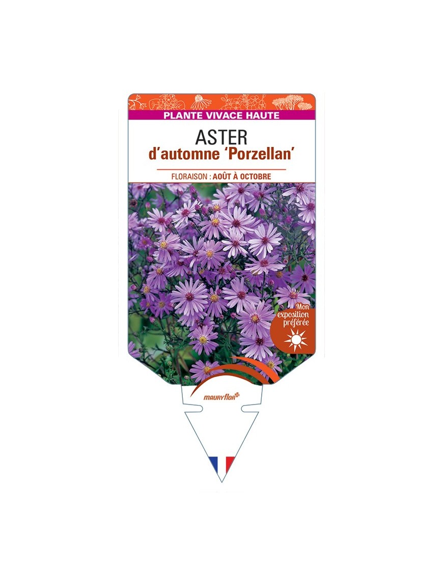 ASTER novi-belgii Porzellan voir ASTER d'automne