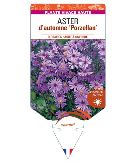 ASTER novi-belgii Porzellan voir ASTER d'automne