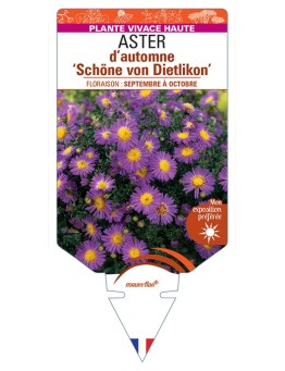 ASTER novi-belgii Schöne von Dietlikon voir ASTER d'automne