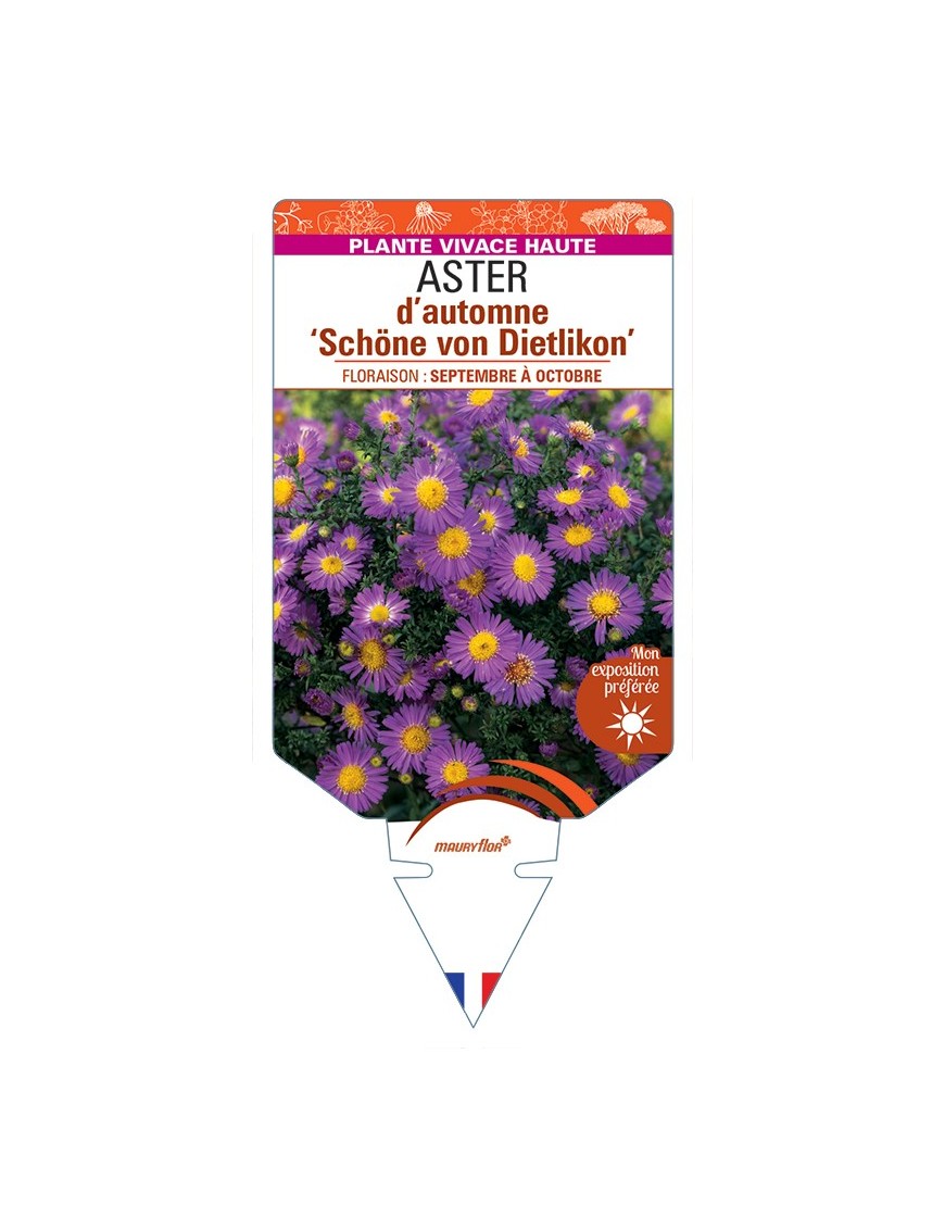 ASTER novi-belgii Schöne von Dietlikon voir ASTER d'automne