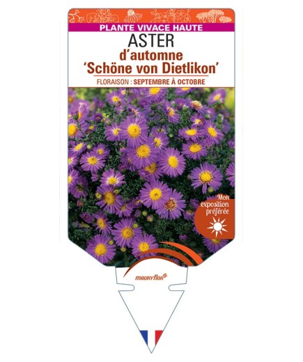 ASTER novi-belgii Schöne von Dietlikon voir ASTER d'automne