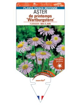 ASTER tongolensis Wartburgstern voir ASTER d'automne