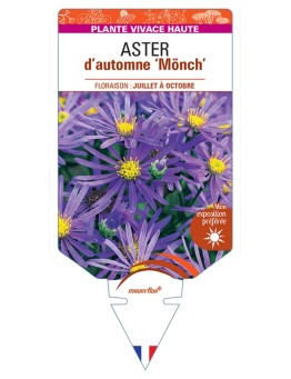 ASTER x frikartii Mönch voir ASTER d'automne
