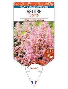 ASTIBLE (simplicifolia-Hybride) Sprite