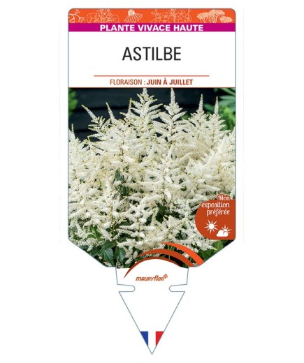 ASTILBE (arendsii blanc)