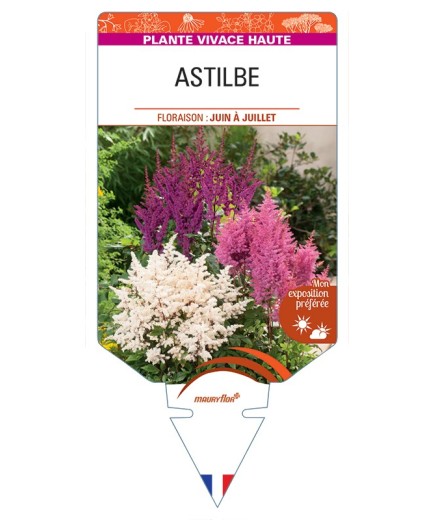 ASTILBE (arendsii varié)