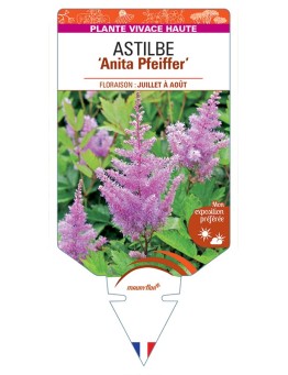 ASTILBE (arendsii-Hybride) Anita Pfeiffer