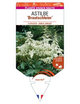 ASTILBE (arendsii-Hybride) Brautschleier
