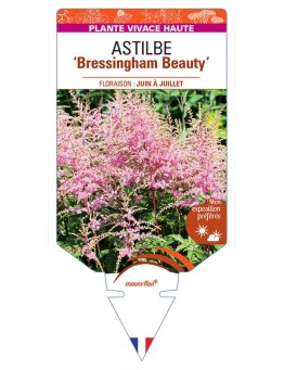 ASTILBE (arendsii-Hybride) Bressingham Beauty