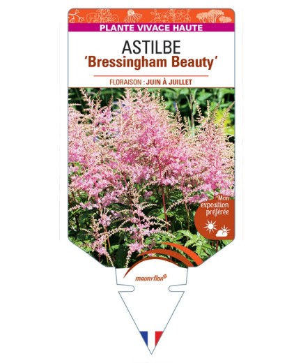 ASTILBE (arendsii-Hybride) Bressingham Beauty