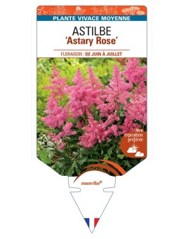 ASTILBE (arendsii) Astary (rose)