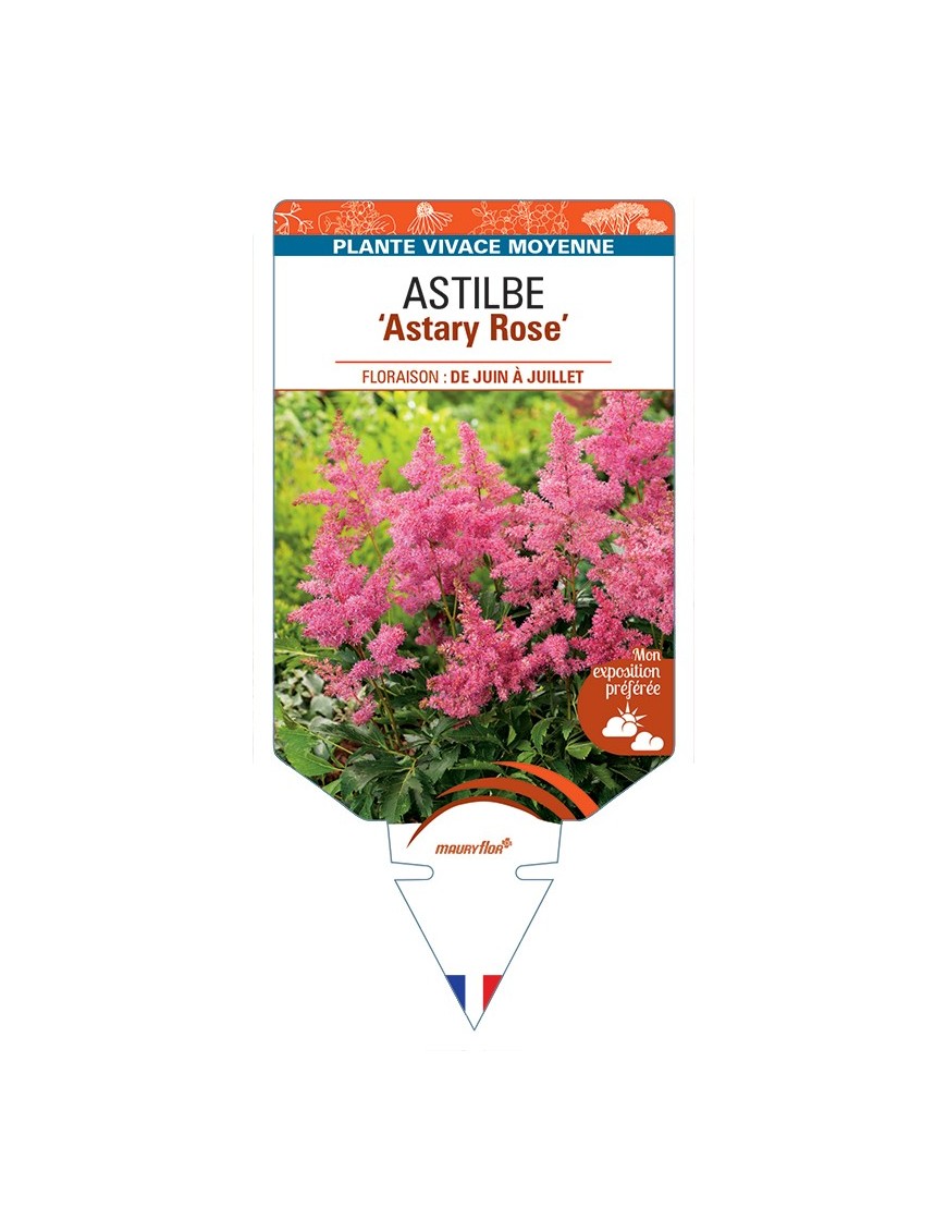 ASTILBE (arendsii) Astary (rose)