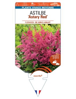 ASTILBE (arendsii) Astary Red