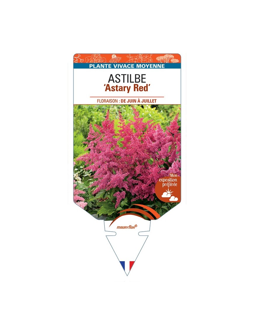 ASTILBE (arendsii) Astary Red