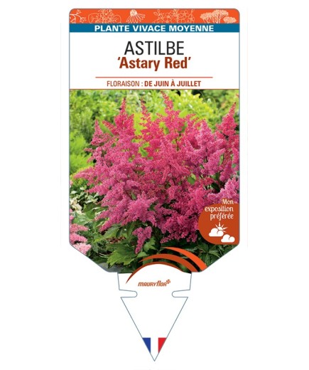 ASTILBE (arendsii) Astary Red