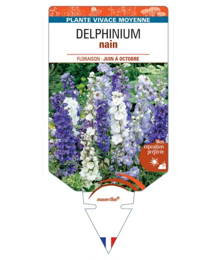 DELPHINIUM NAIN (varié) *