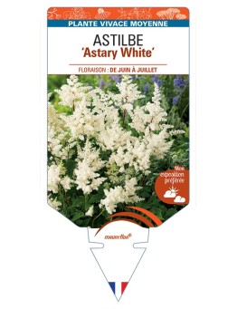 ASTILBE (arendsii) Astary White