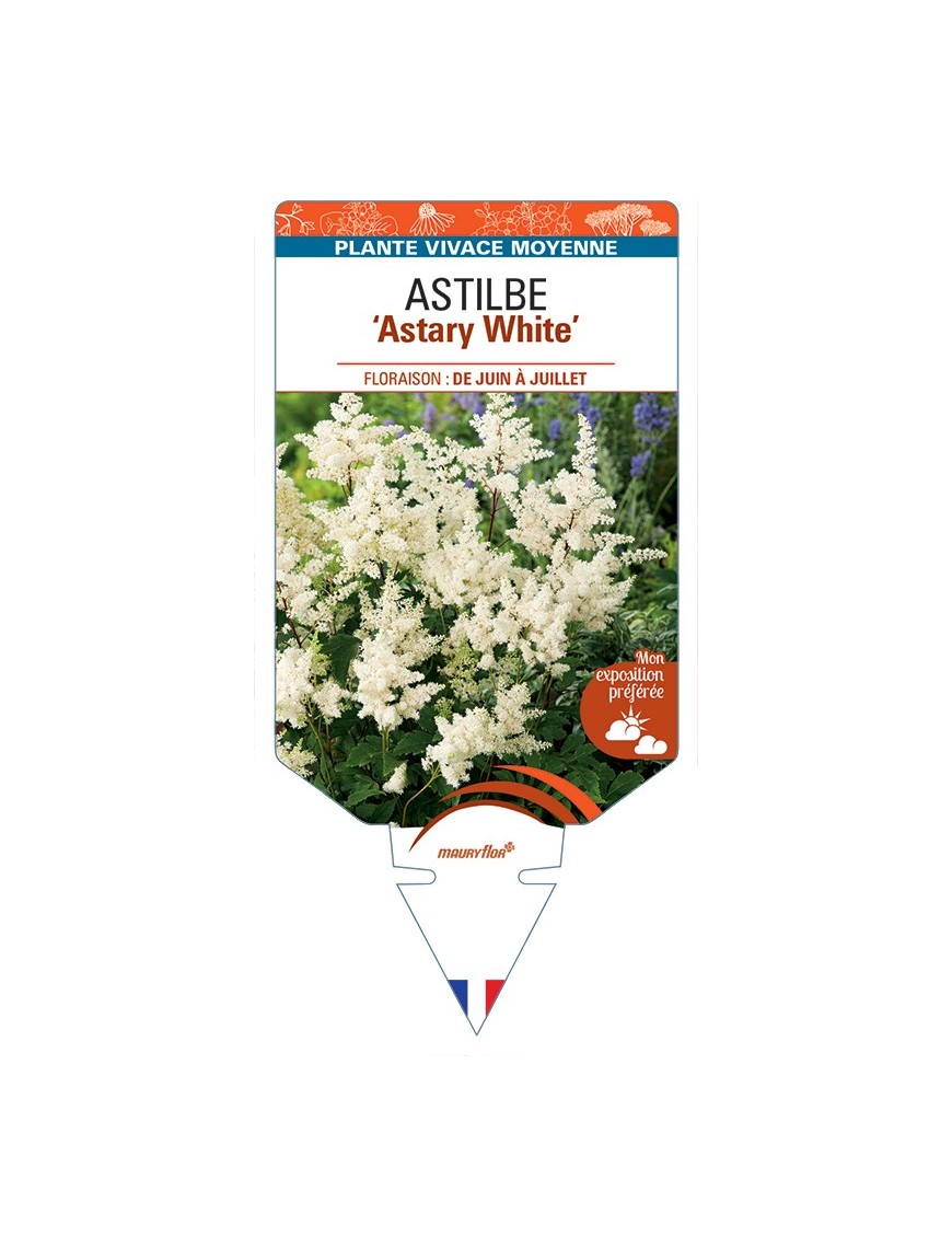 ASTILBE (arendsii) Astary White