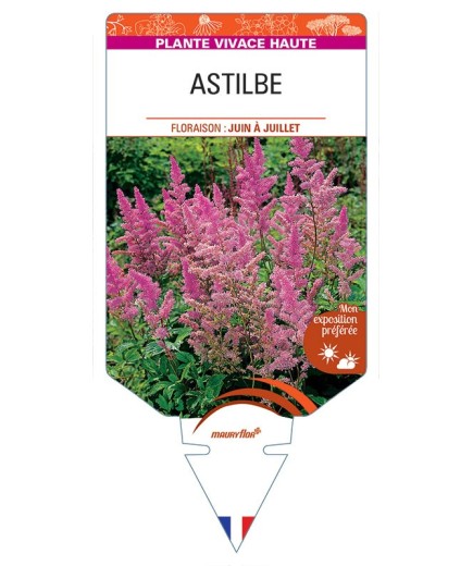 ASTILBE (lilas)