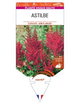 ASTILBE (rouge)