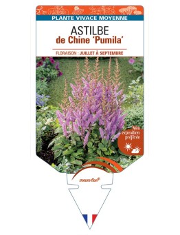 ASTILBE chinensis Pumila