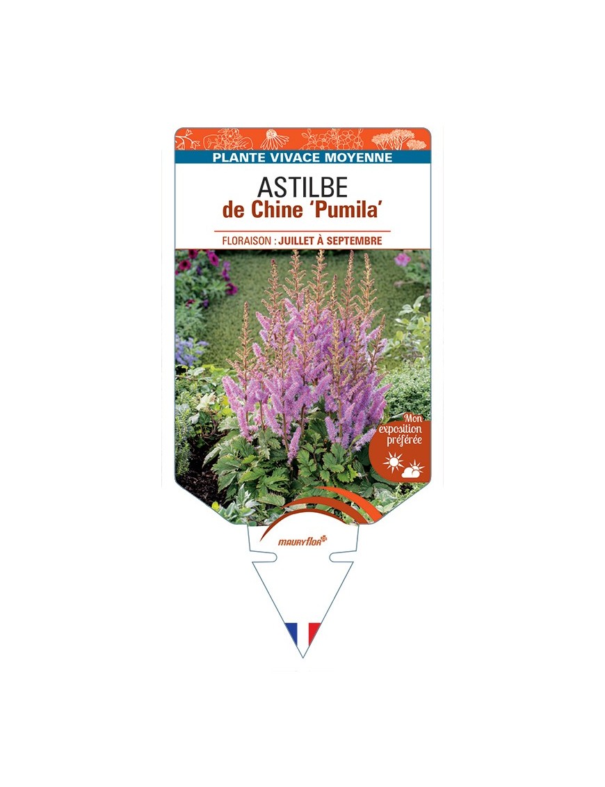 ASTILBE chinensis Pumila
