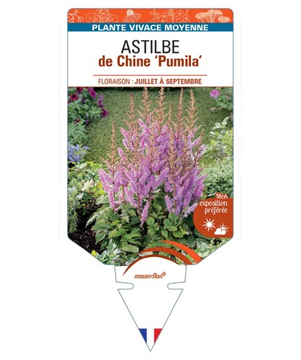 ASTILBE chinensis Pumila