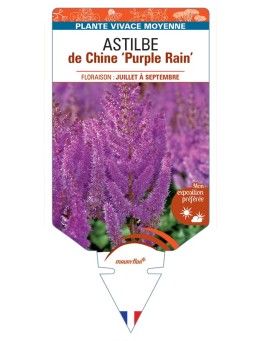 ASTILBE chinensis Purple Rain voir Astilbe de Chine
