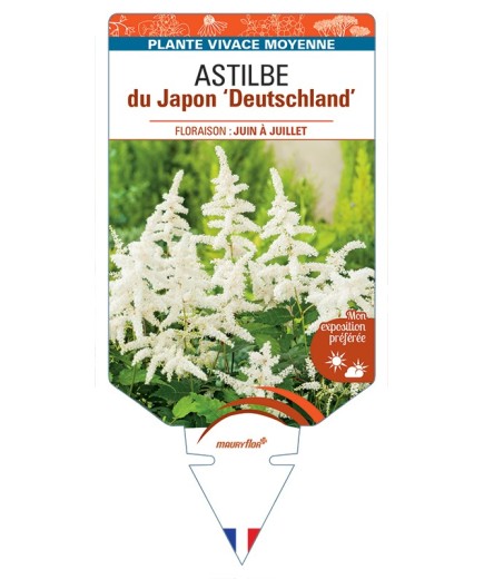 ASTILBE japonica hybride Deutschland voir Astilbe du Japon