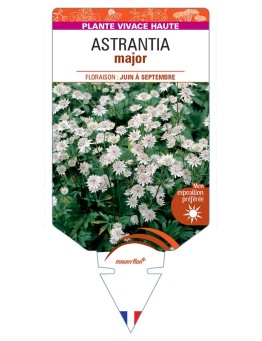 ASTRANTIA major