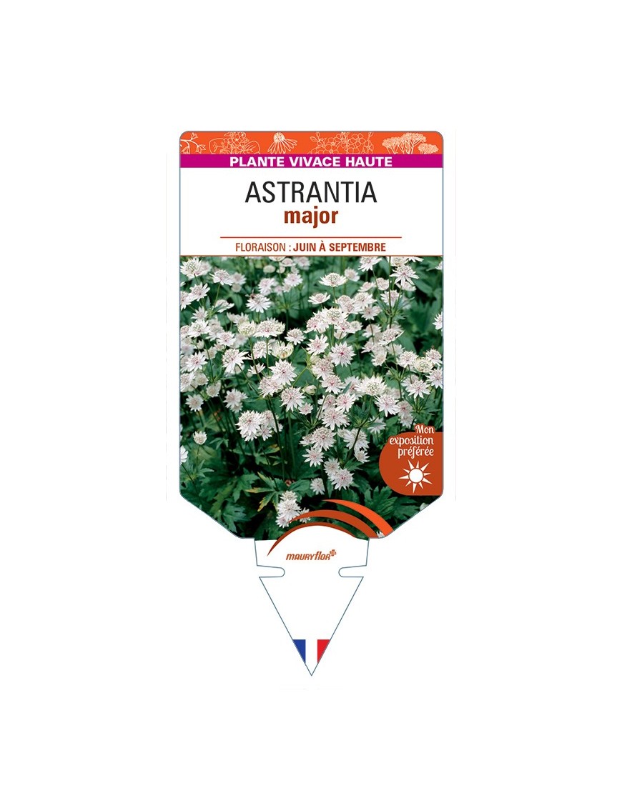 ASTRANTIA major
