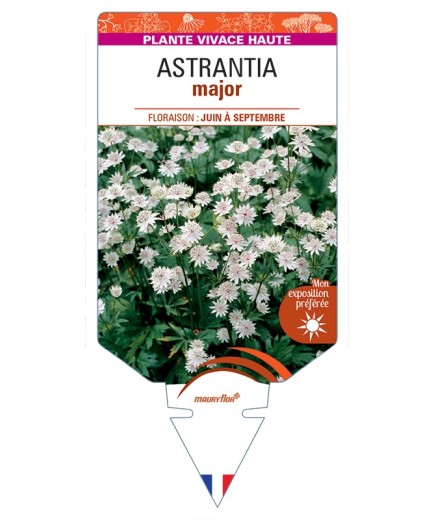 ASTRANTIA major
