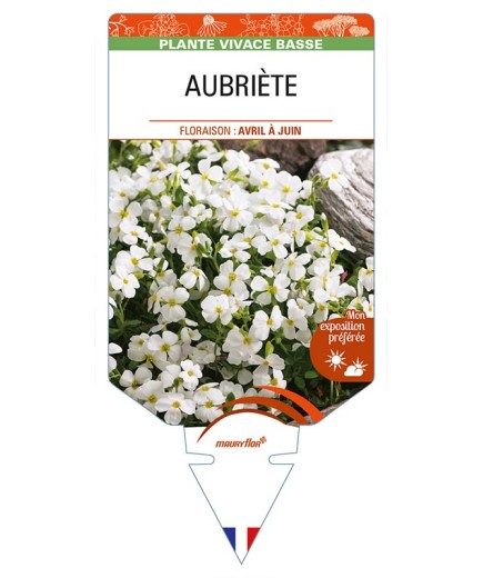 AUBRIETA (blanche)