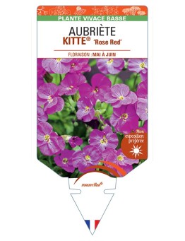 AUBRIETA (gracilis) KITTE® Rose Red