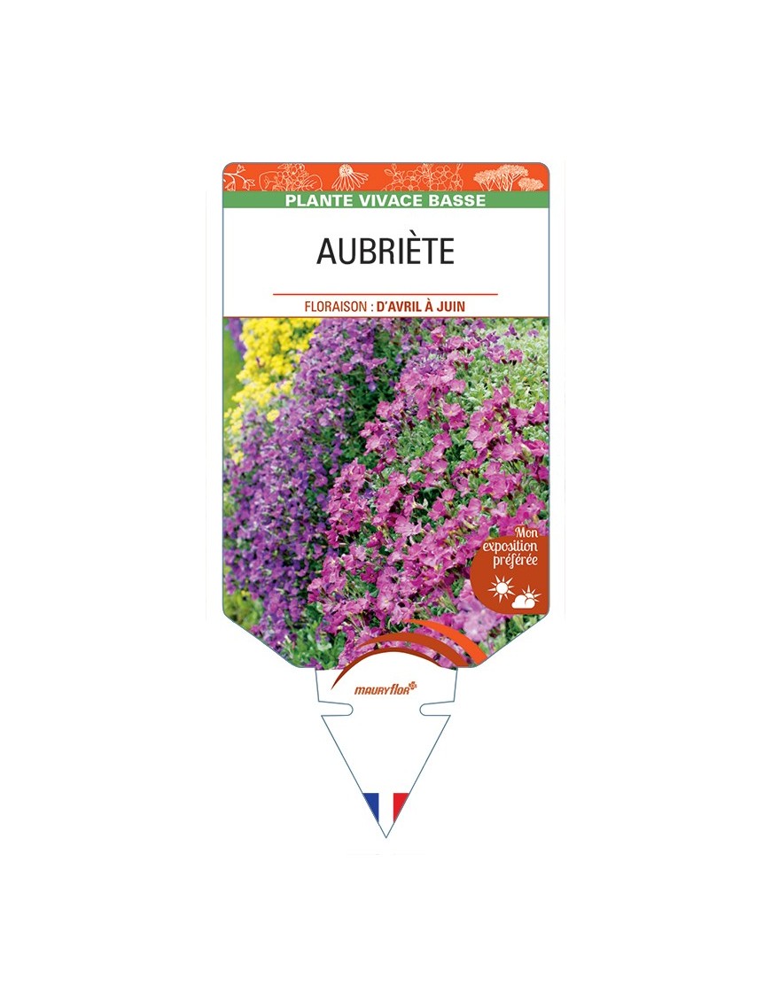 AUBRIETA (varié)