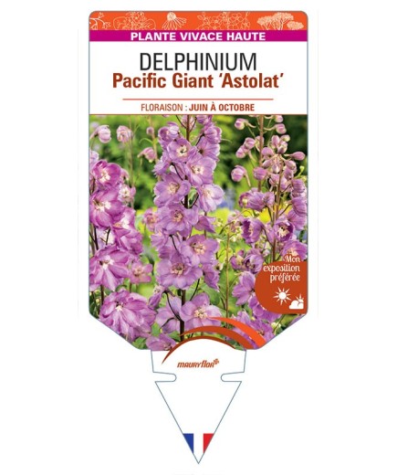 DELPHINIUM Pacific Giant 'Astolat' (rose) *
