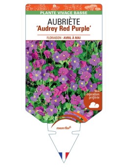 AUBRIETA Audrey Red Purple