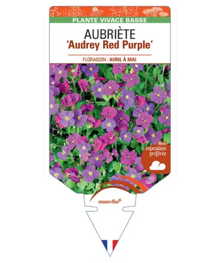 AUBRIETA Audrey Red Purple