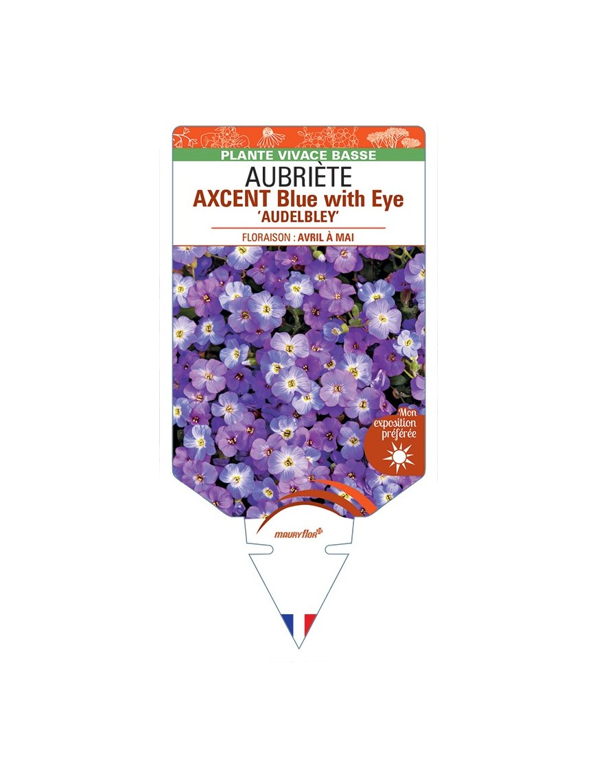 AUBRIETA AXCENT Blue with Eye Audelbley