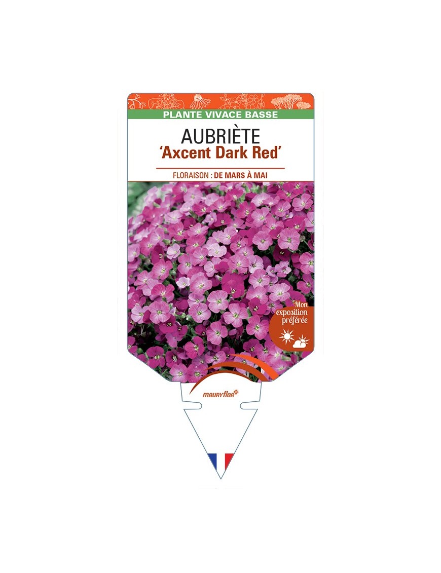 AUBRIETA Axcent Dark Red