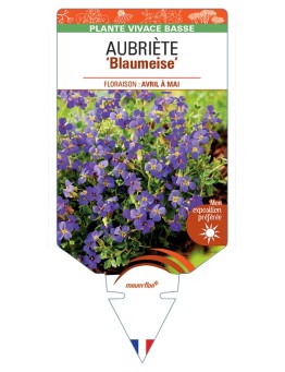 AUBRIETA Blaumeise