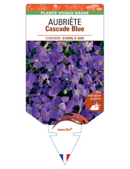 AUBRIETA Cascade Blue