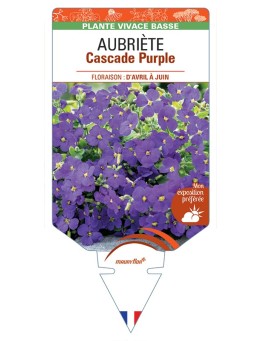 AUBRIETA Cascade Purple