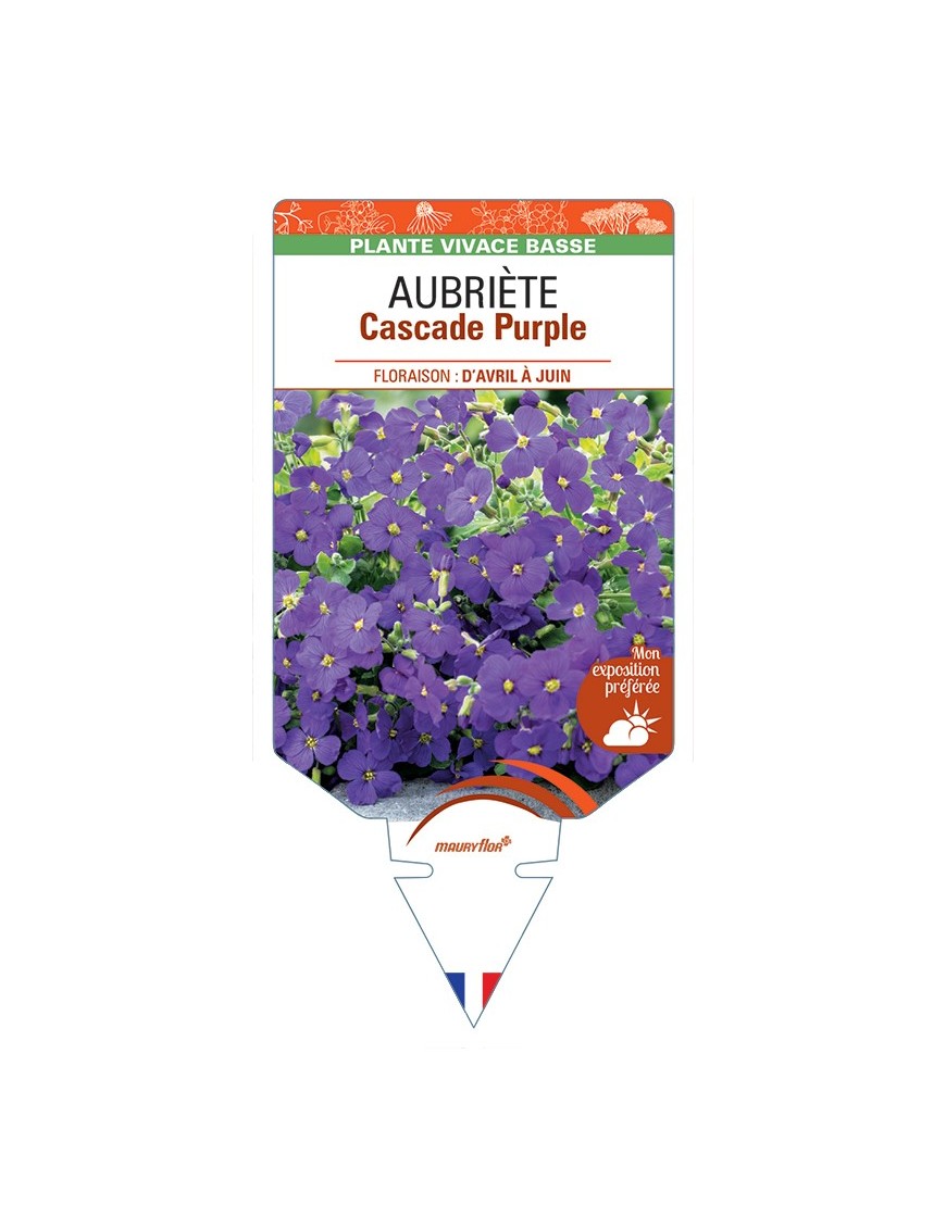 AUBRIETA Cascade Purple