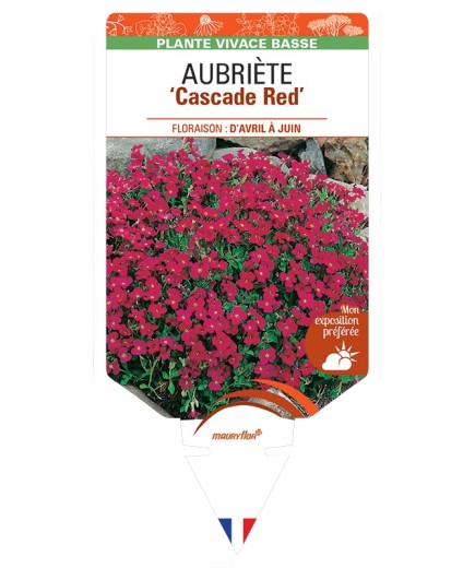 AUBRIETA Cascade Red