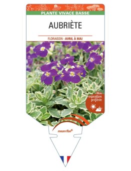 AUBRIETA Deep Purple